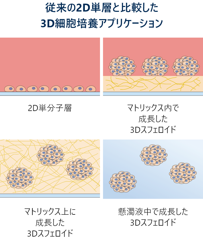 従来の2D単層と比較した3D細胞培養アプリケーション