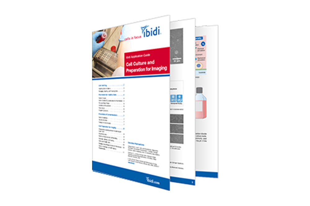 Cell Culture and Preparation for Imaging