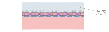 気層／液相界面実験&rarr; 肺や肌の細胞生育環境図1