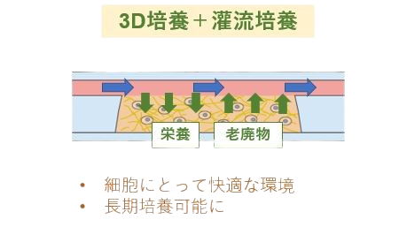 長期３D培養図2