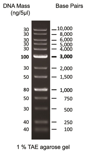 1kb DNA Ladder PLUS｜日本ジェネティクス株式会社 | 研究用消耗品