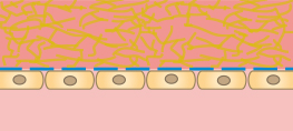 頂端-基底細胞極性アッセイ